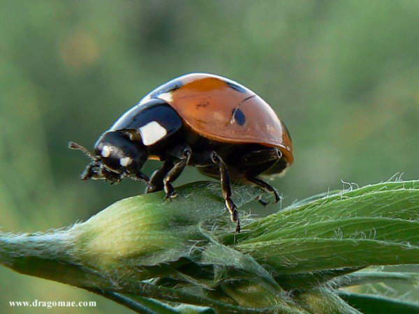 Marienk�fer 3