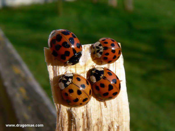 Marienk�fer 4 St�ck
