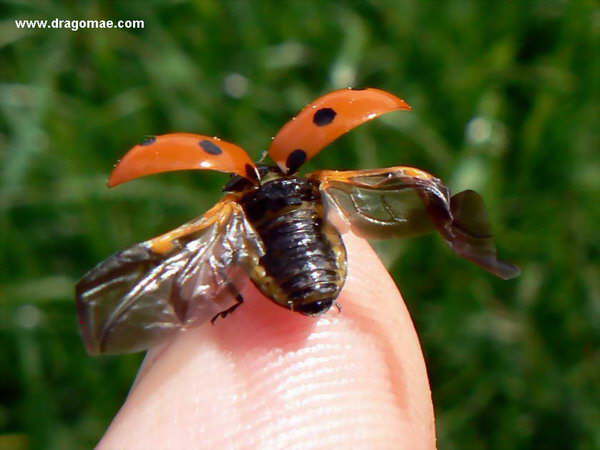 Marienk�fer Abflug 2