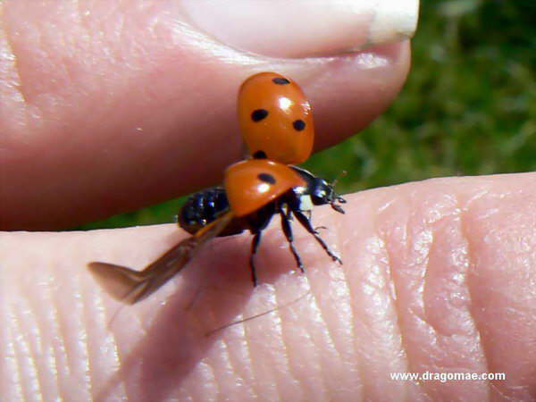 Marienk�fer Abflug 3