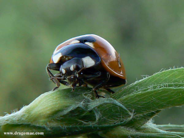 Marienk�fer Extrem