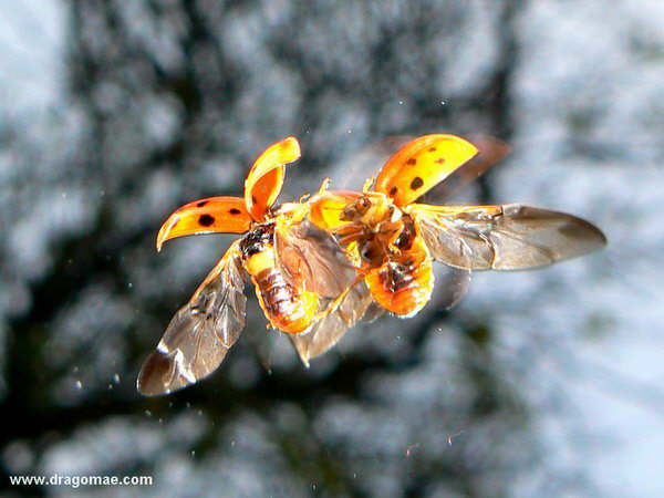 Marienk�fer Fensterscheibe
