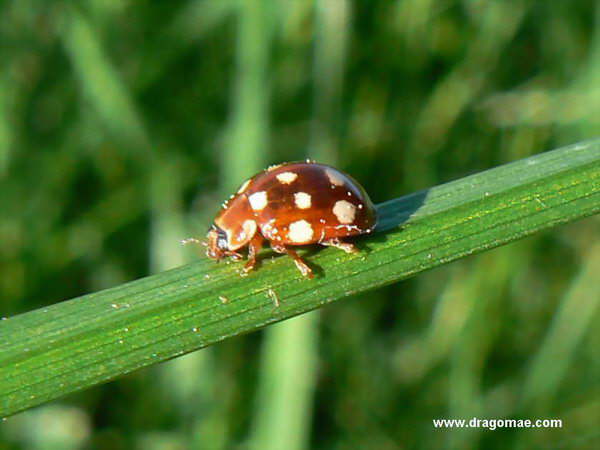 Marienk�fer Wei�e Punkte