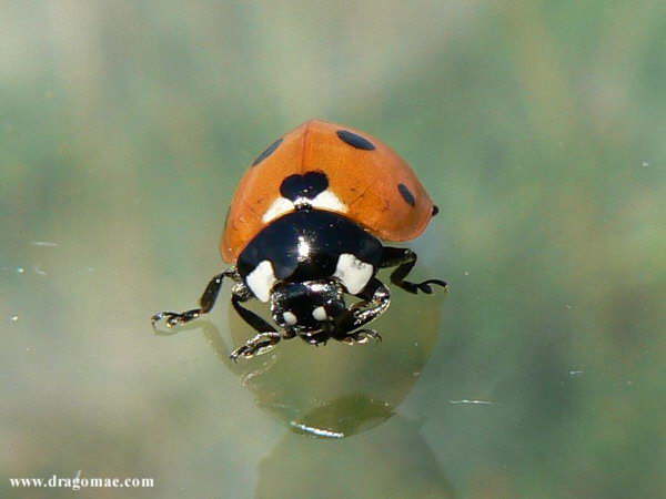Marienk�fer auf Platte