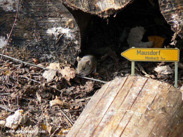 Mausdorf