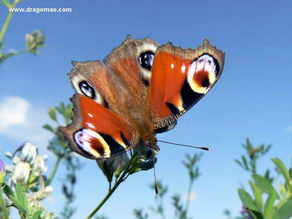 Pfauenauge Blauer Himmel Photo-Dragomae