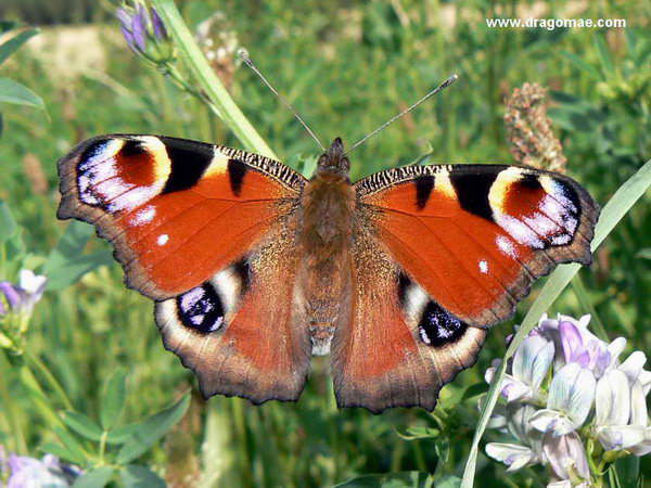 Pfauenauge Gr�ne Wiese Photo-Dragomae