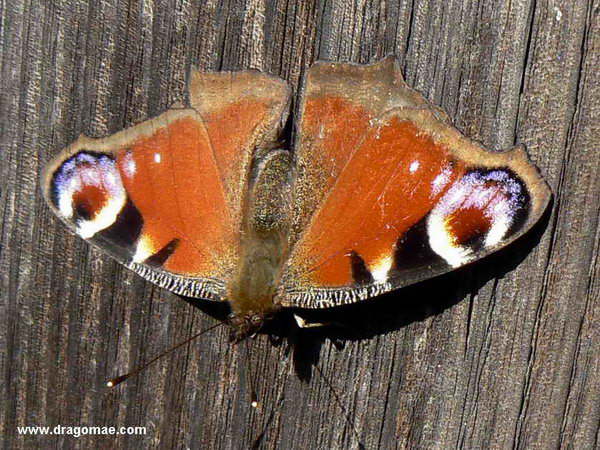 Pfauenauge Photo-Dragomae