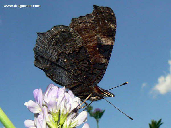Pfauenauge geschlossen Photo-Dragomae