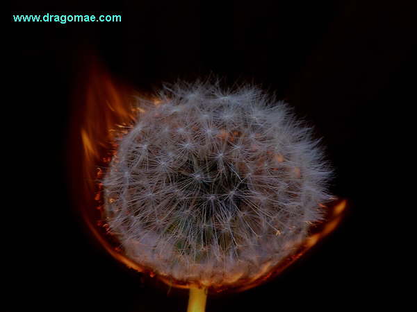 Pusteblume Brennt Photo Dragomae