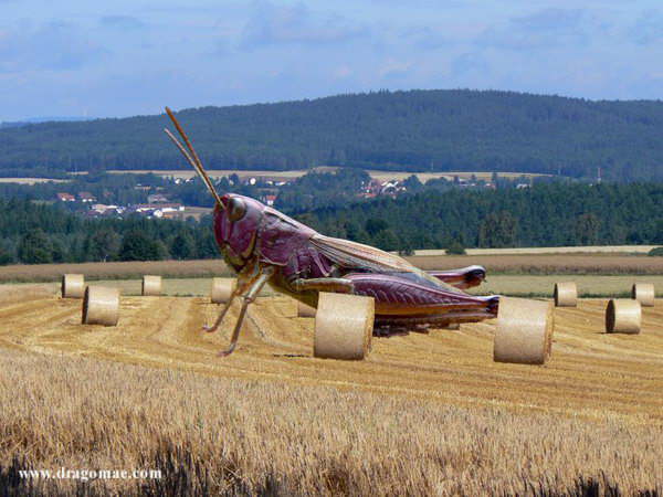 Riesen Heuschreck