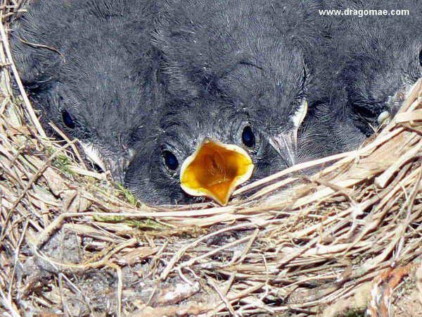 Rotschw�nzchen Hunger