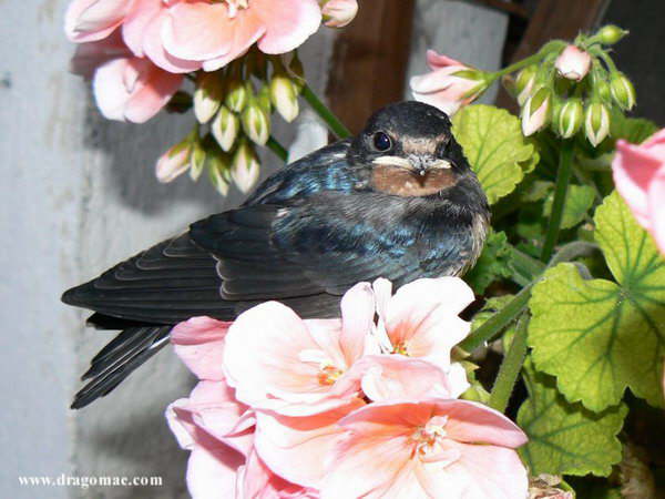 Schwalbe auf Bl�te