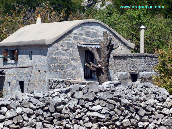 Steinhaus Photo Dragomae