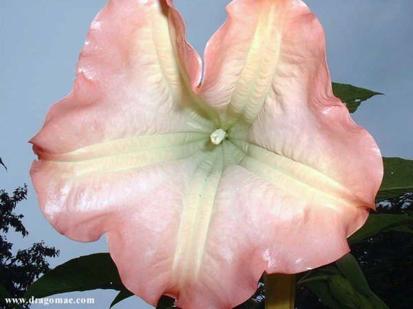 Trompetenbaum Bl�te