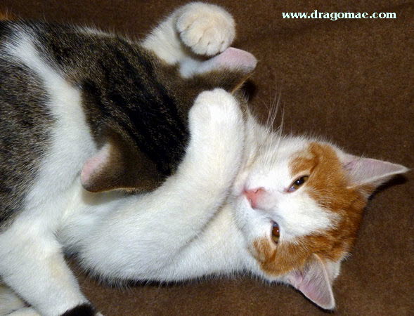 Zwei Katzen Bild 2 Photo Dragomae